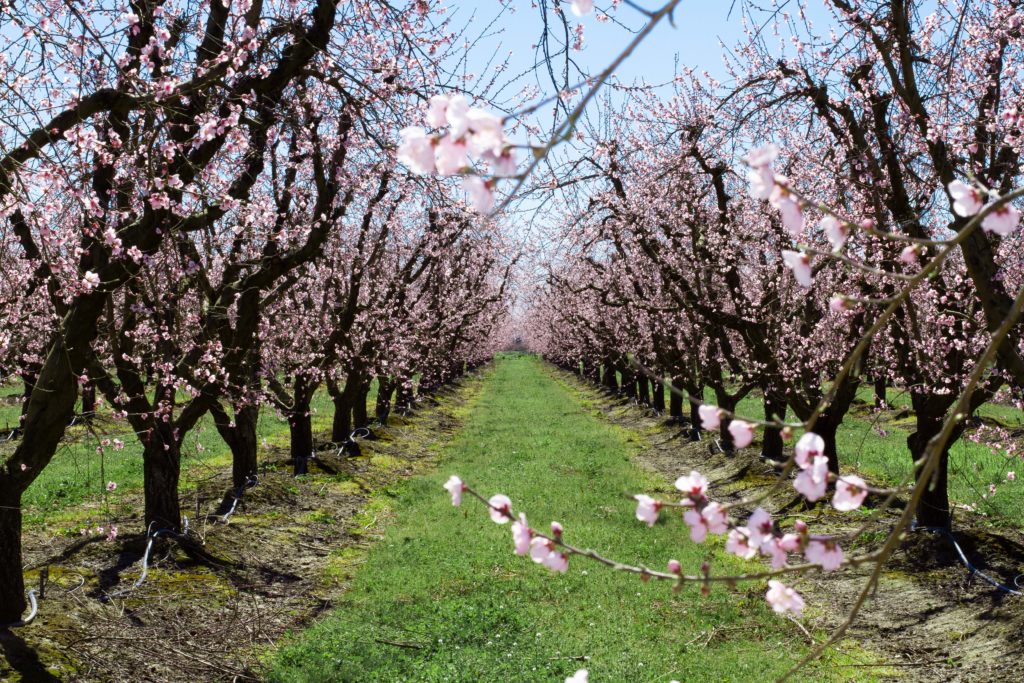 Flowering Peach Trees on Anthony's Farm