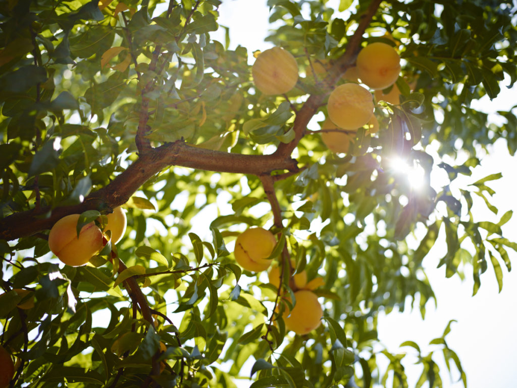 Peaches on the Tree